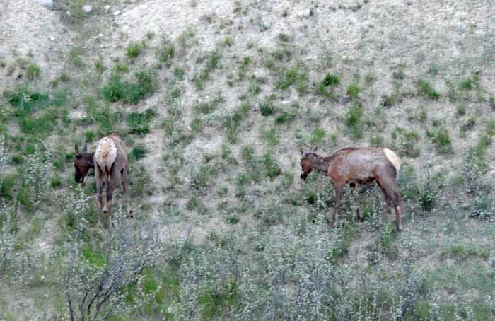 Jasper National Park