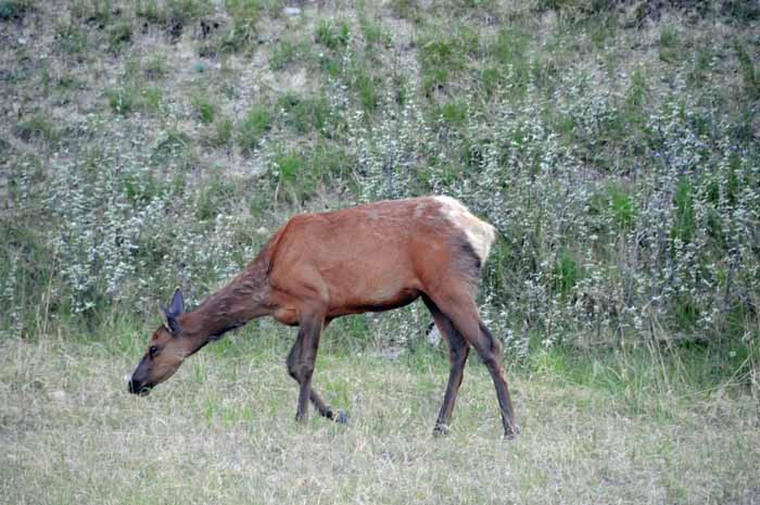 Jasper National Park