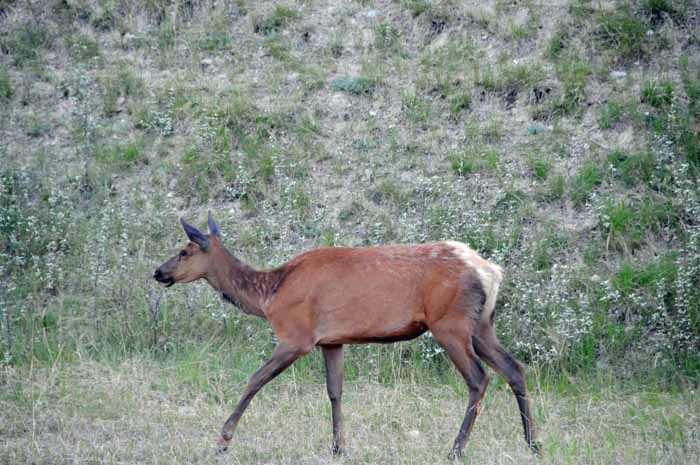 Jasper National Park