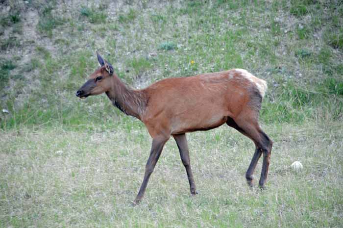 Jasper National Park
