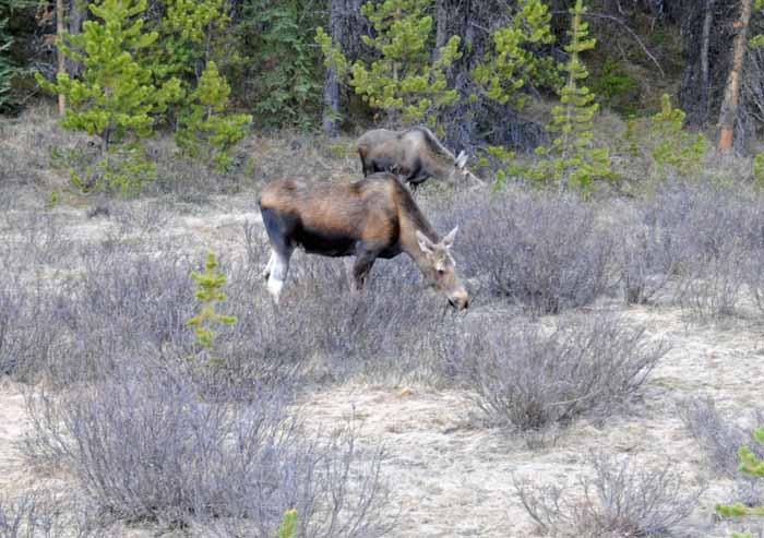 Jasper National Park