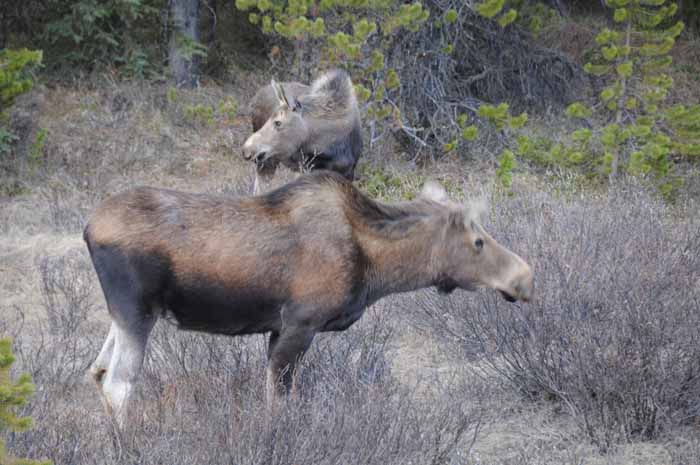 Jasper National Park
