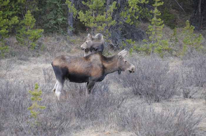 Jasper National Park