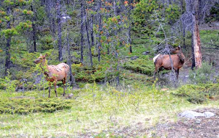 Jasper National Park