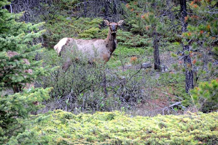Jasper National Park