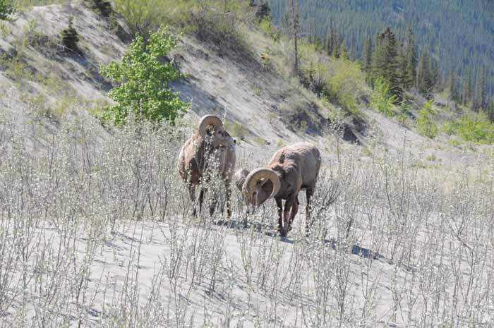 Jasper National Park