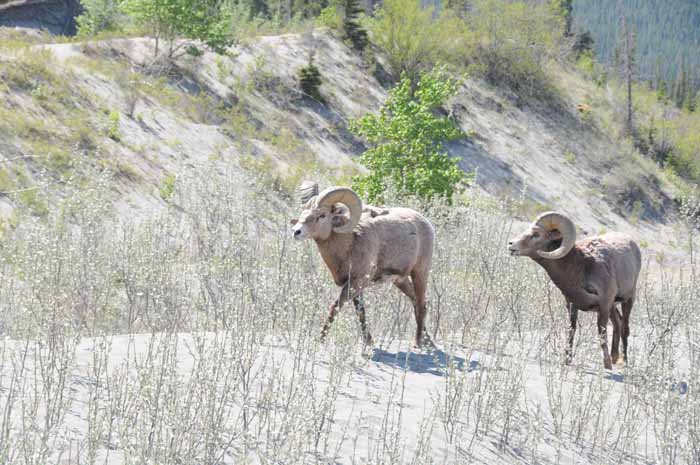 Jasper National Park