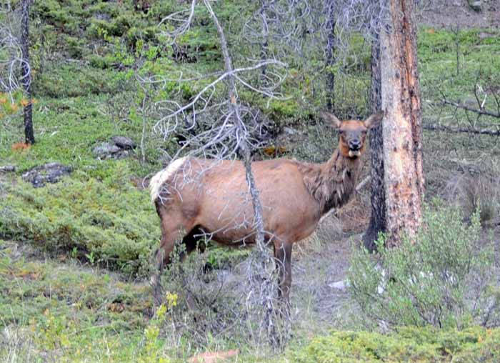 Jasper National Park