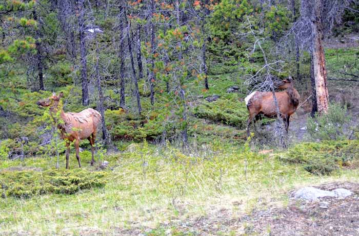 Jasper National Park