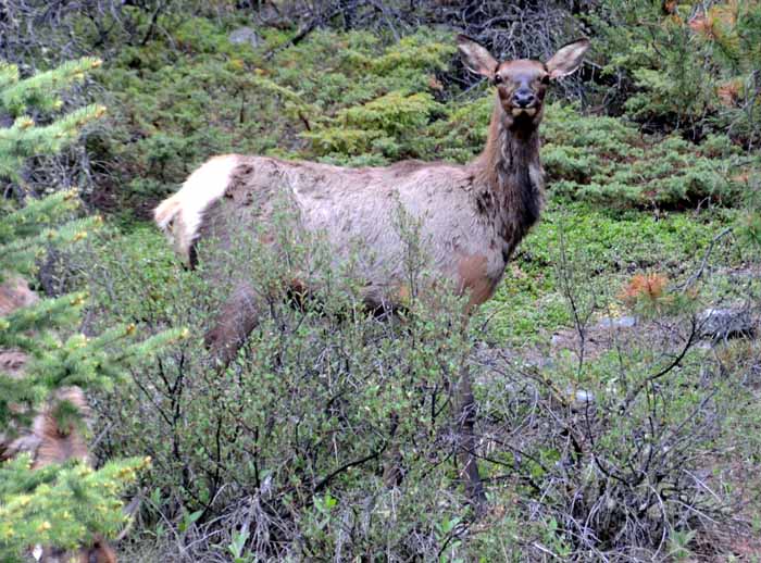 Jasper National Park