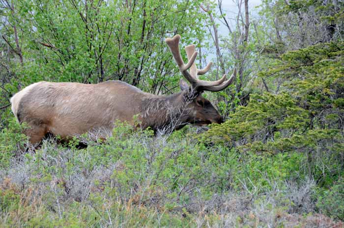 Jasper National Park