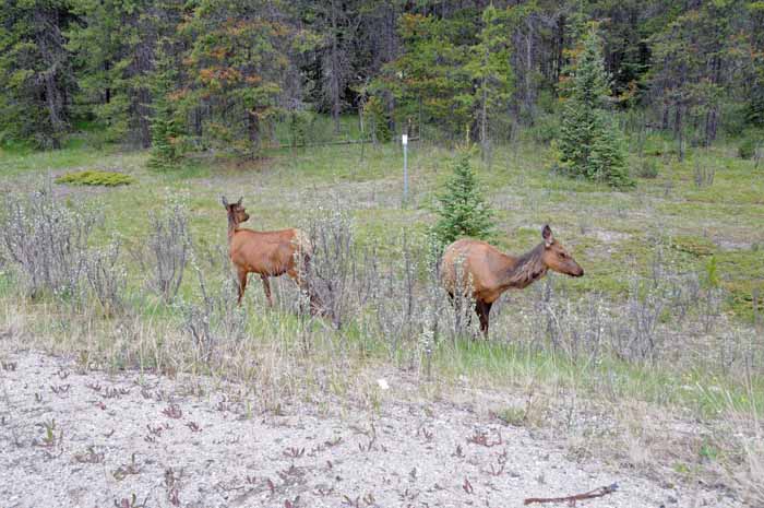 Jasper National Park