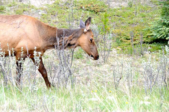 Jasper National Park