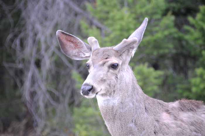 Jasper National Park