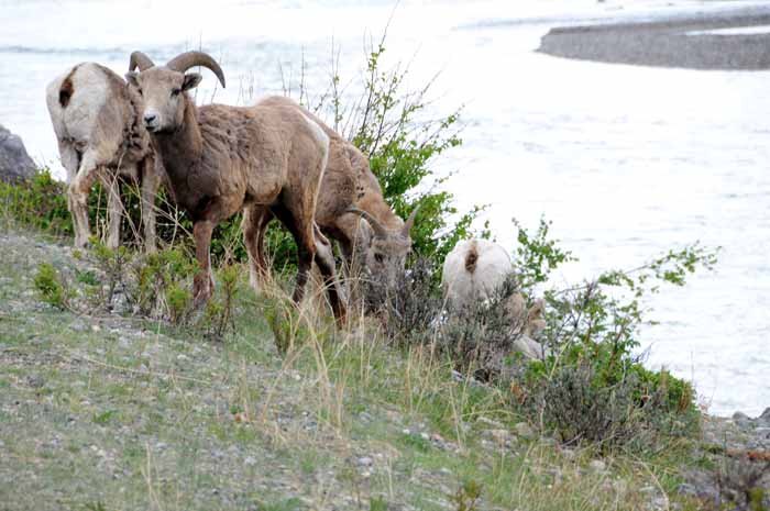 Jasper National Park