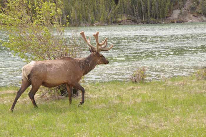 Jasper National Park