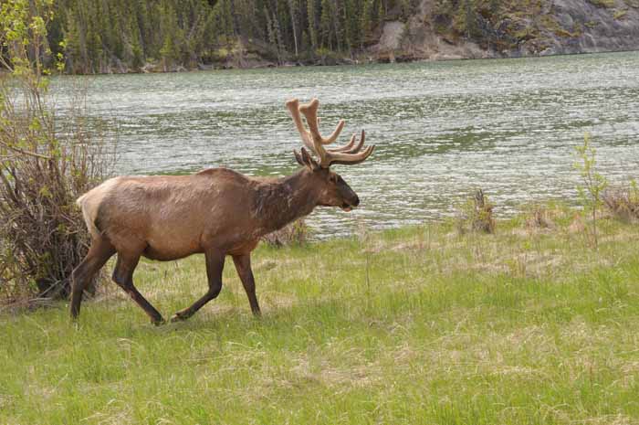 Jasper National Park