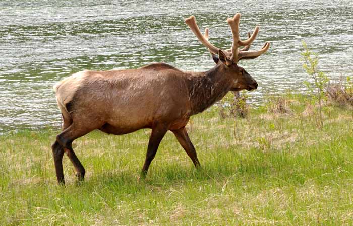 Jasper National Park