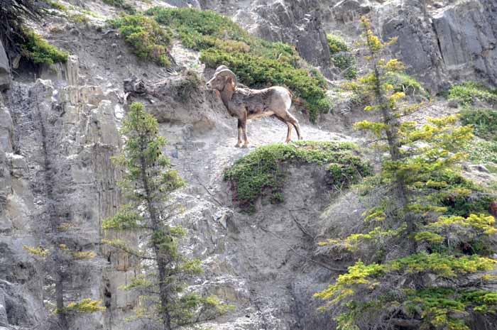 Jasper National Park