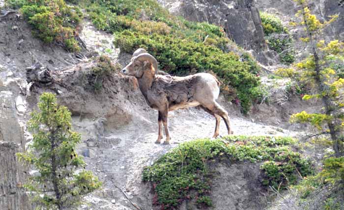 Jasper National Park