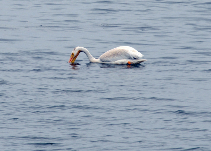 White Pelicans