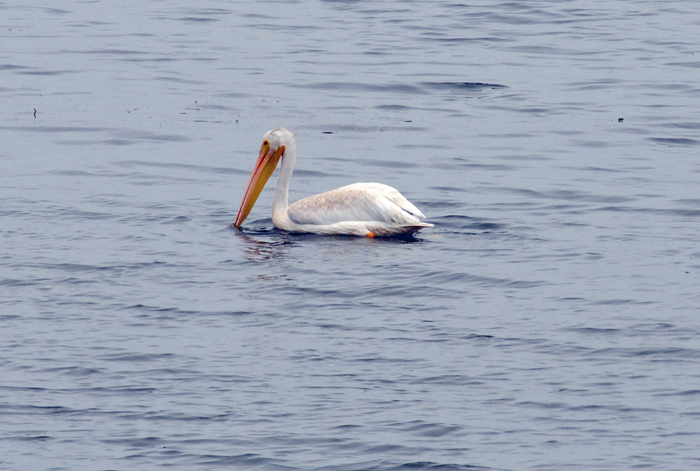 White Pelicans