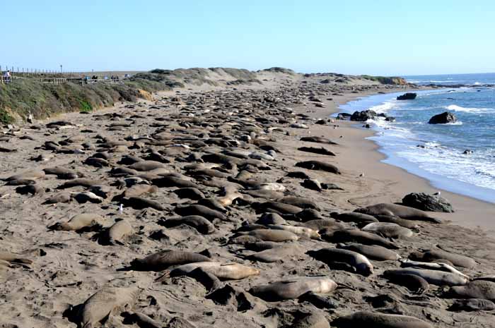 Elephant Seals of Piedras Blancas