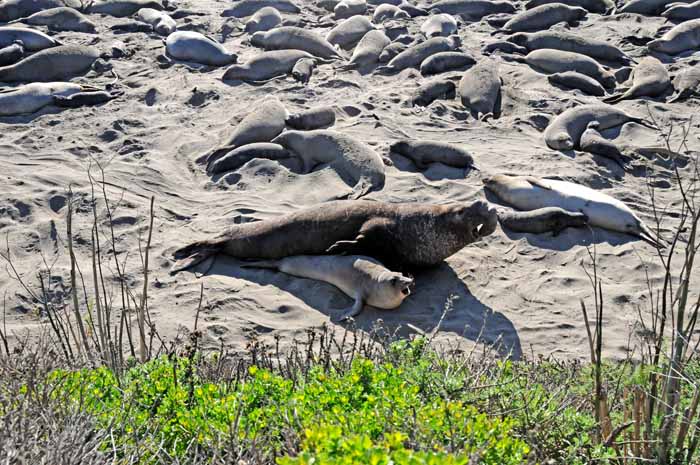 Elephant Seals of Piedras Blancas