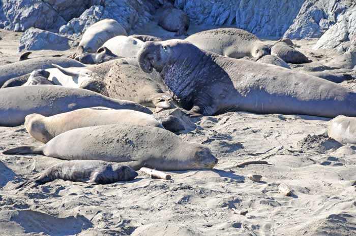 Elephant Seals of Piedras Blancas