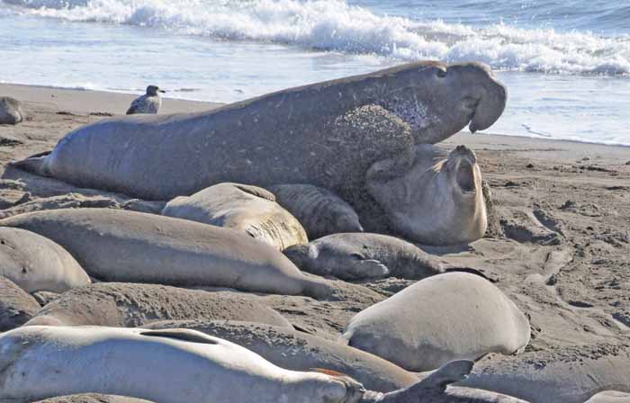 Elephant Seals of Piedras Blancas