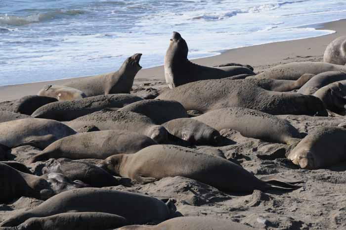 Elephant Seals of Piedras Blancas