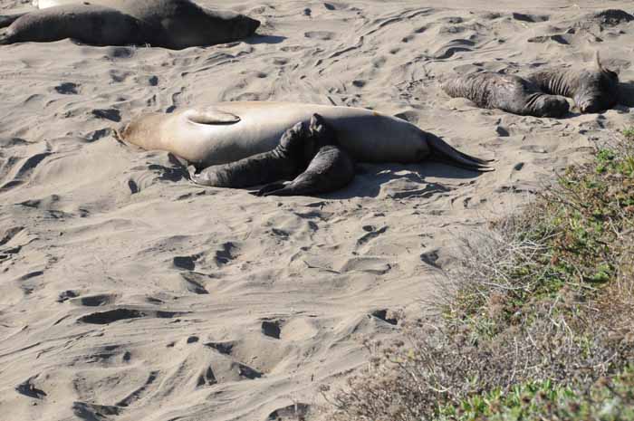 Elephant Seals of Piedras Blancas