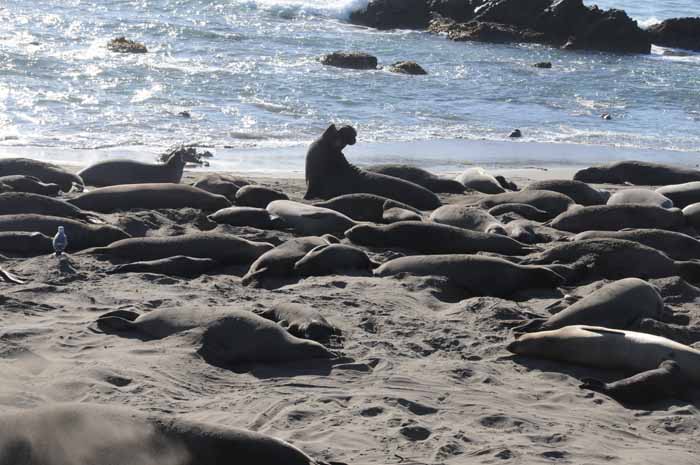 Elephant Seals of Piedras Blancas