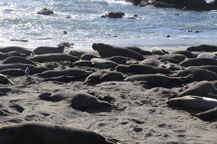 Elephant Seals of Piedras Blancas