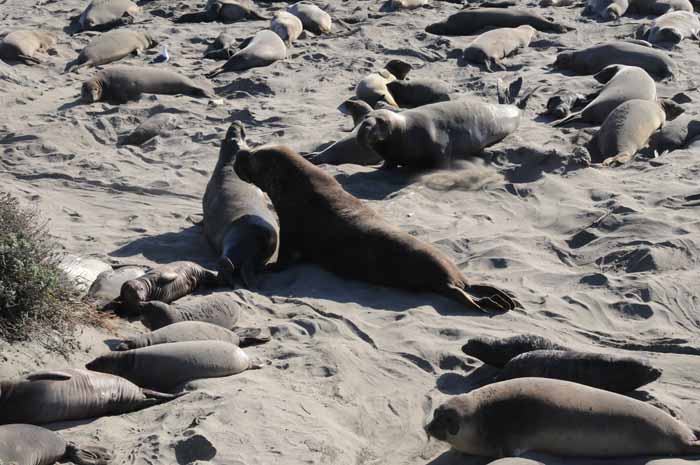 Elephant Seals of Piedras Blancas