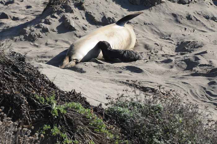 Elephant Seals of Piedras Blancas