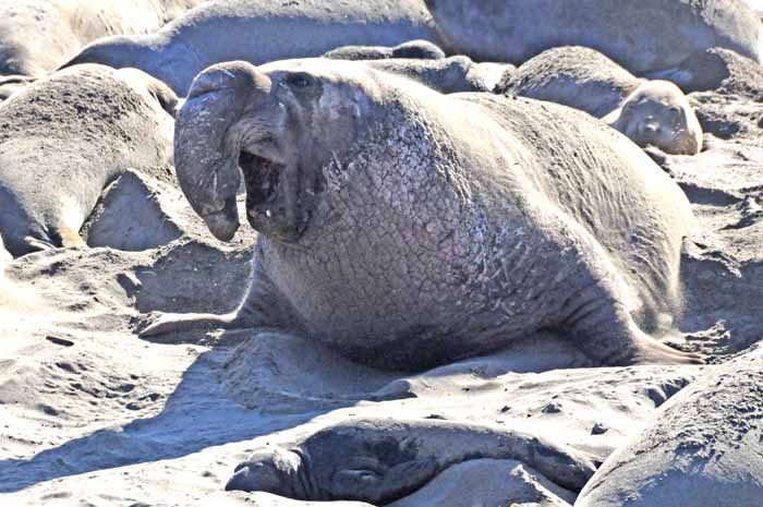 Elephant Seals of Piedras Blancas