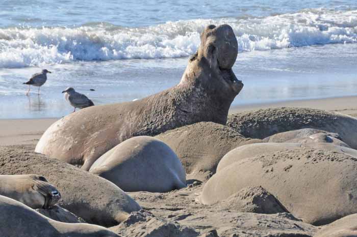 Elephant Seals of Piedras Blancas