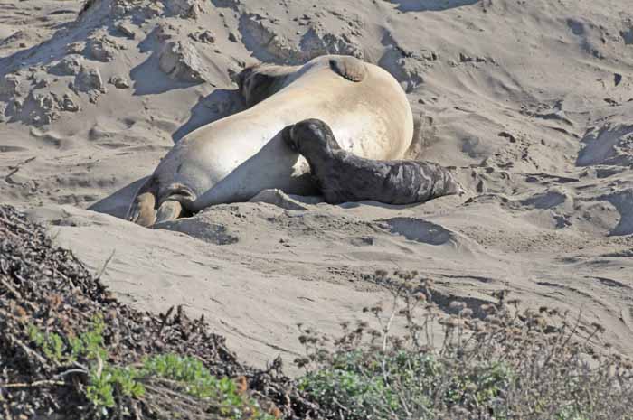 Elephant Seals of Piedras Blancas