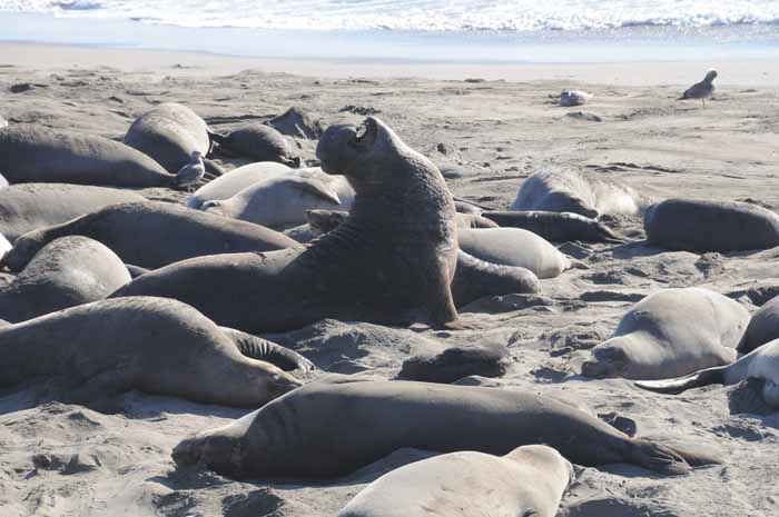 Elephant Seals of Piedras Blancas