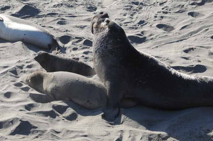 Elephant Seals of Piedras Blancas