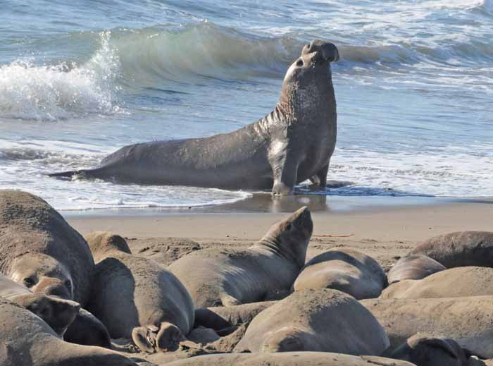 Elephant Seals of Piedras Blancas