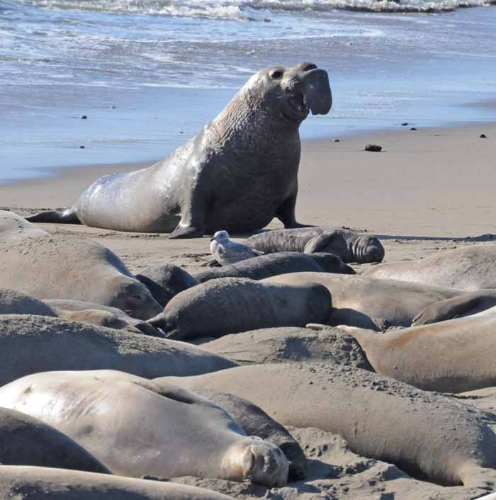 Elephant Seals of Piedras Blancas