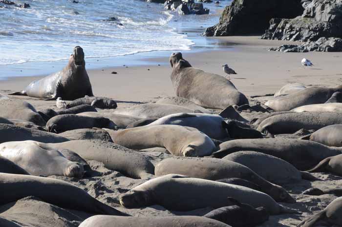 Elephant Seals of Piedras Blancas