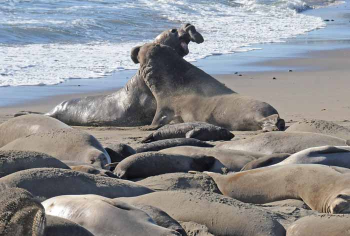 Elephant Seals of Piedras Blancas