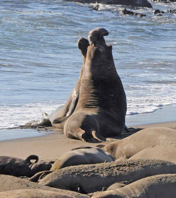 Elephant Seals of Piedras Blancas