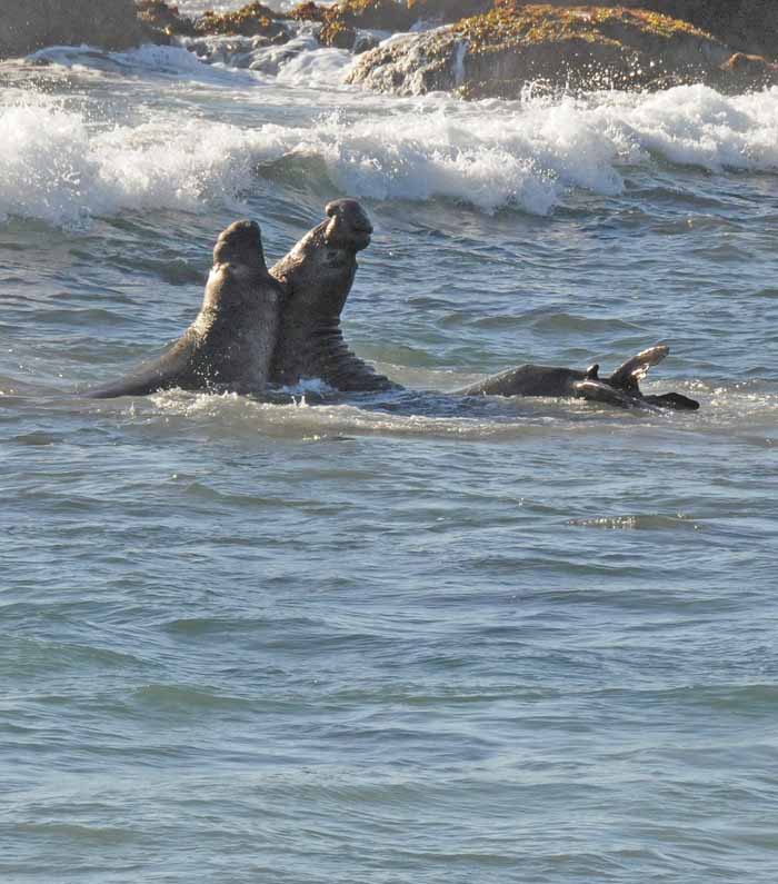 Elephant Seals of Piedras Blancas