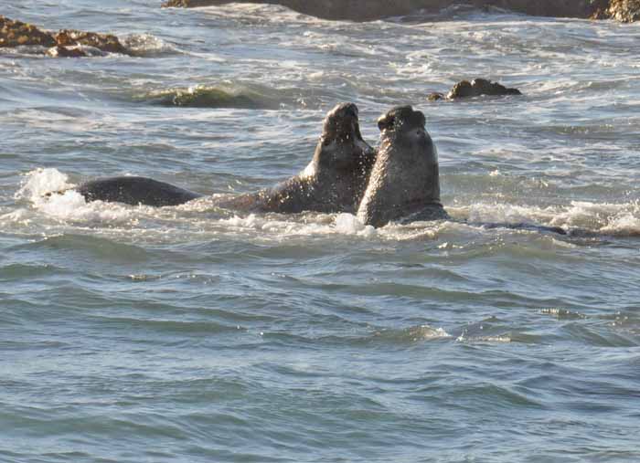 Elephant Seals of Piedras Blancas