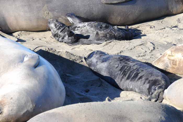 Elephant Seals of Piedras Blancas