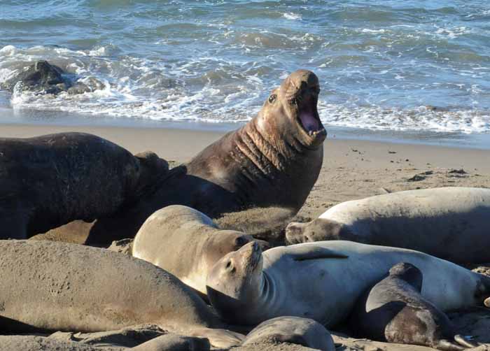 Elephant Seals of Piedras Blancas